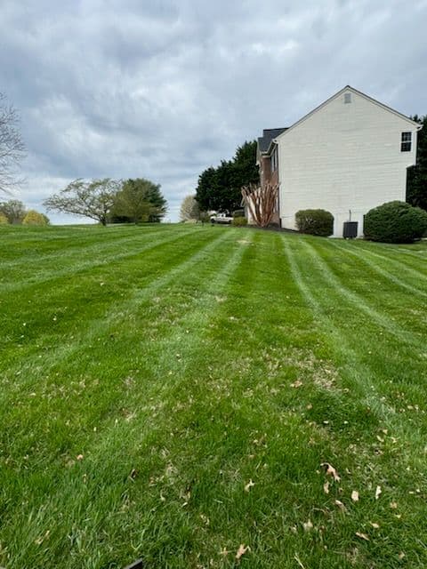 Gallery photos for Lawn Stripes Showcase: Image #3