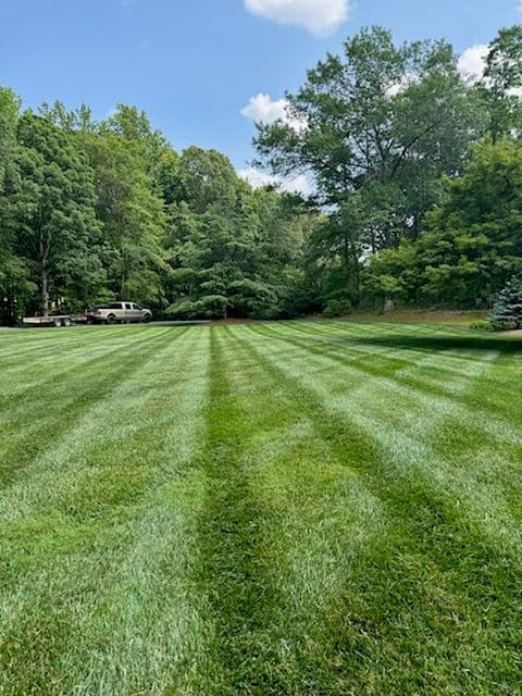 Vibrant Lawn Transformations with Tall Pines