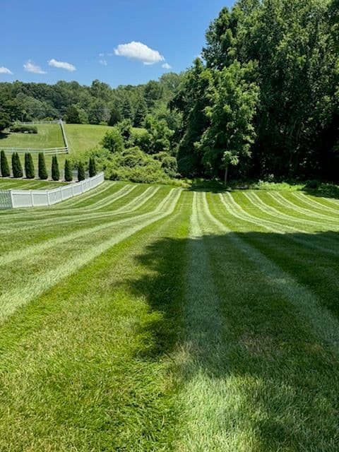 Gallery photos for Vibrant Lawn Transformations with Tall Pines: Image #3