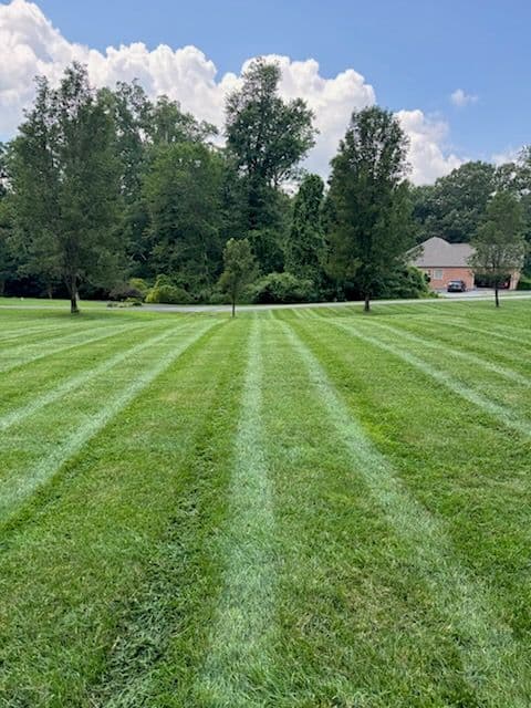 Gallery photos for Transform Your Lawn with Our Expert Care: Image #3