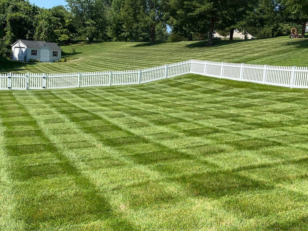 Lush green lawn with checkerboard pattern and white picket fence under clear blue sky.