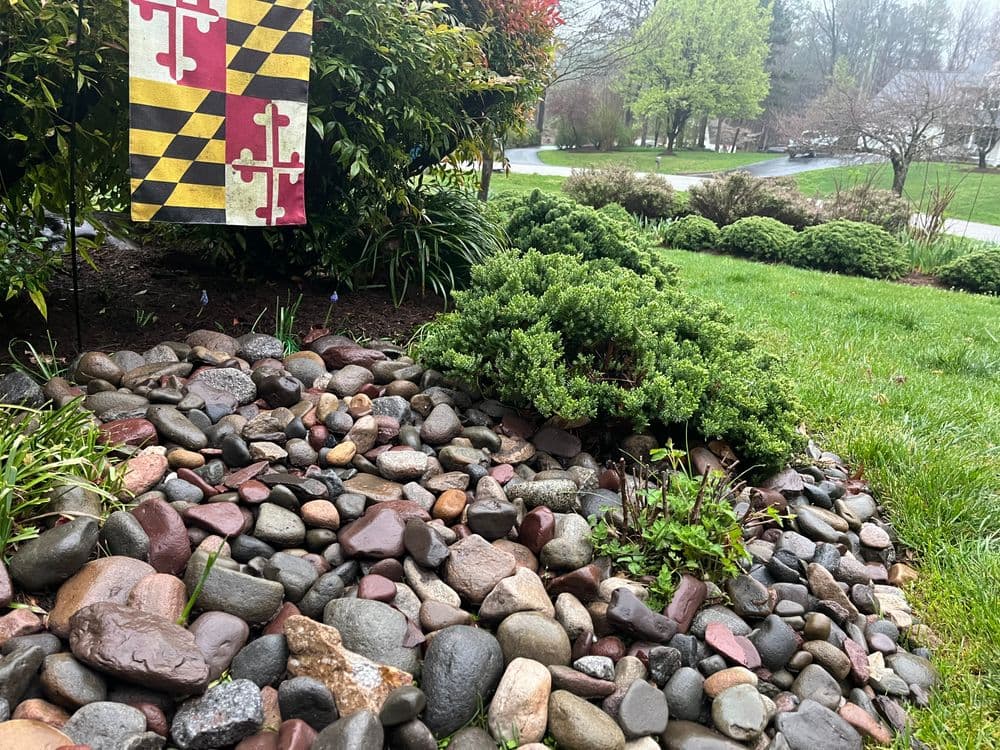 Maryland flag near landscaped rocks and greenery in a residential yard.