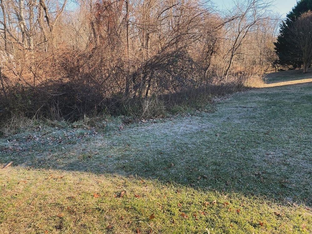 Frosty grass and bare shrubs in a quiet wooded area during early morning light.