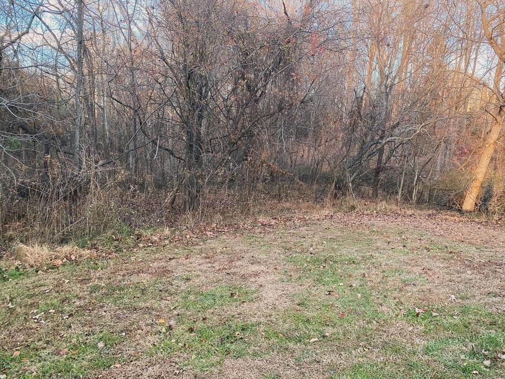 Clearing with grass, fallen leaves, and dense trees in a wooded area.