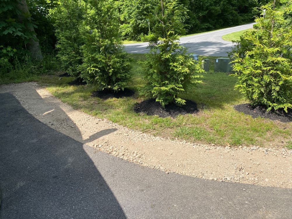 Gravel pathway curving between green shrubs and trees near a road.